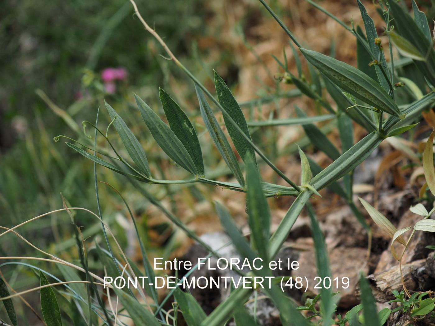 Vetchling, Cirrhose leaf